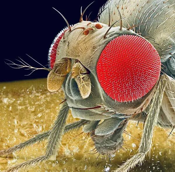 显微镜下的十大生物,显微镜下看到的各种不同样的生物