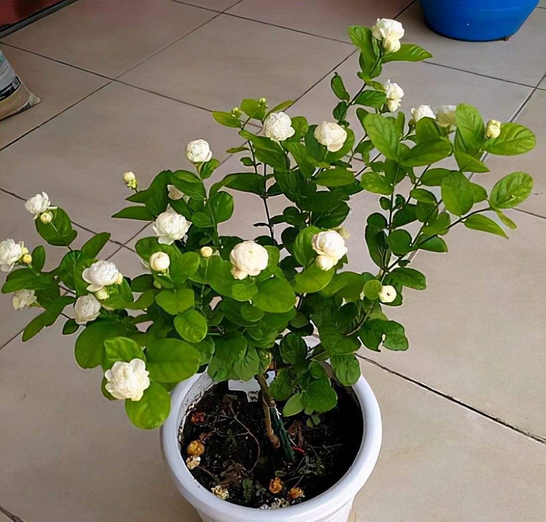 老中医喜欢十大食材,老中医五种食物养生100岁