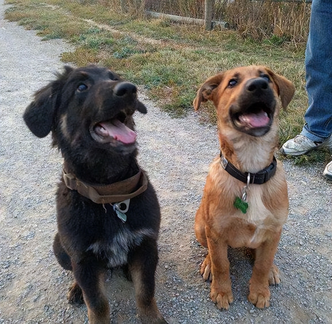 养公狗和母狗的区别你会怎么选,怎么分清公狗和母狗的区别