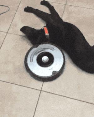 狗狗掉毛都快秃了还痒,狗狗尾巴毛掉秃了怎么回事