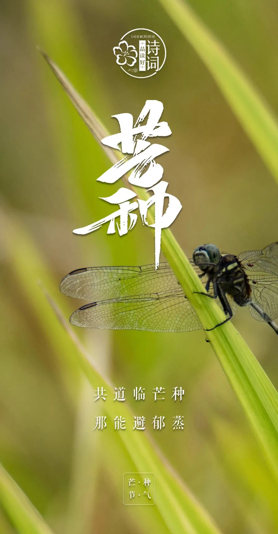 芒种悟人生的诗句,关于芒种的诗句汇集