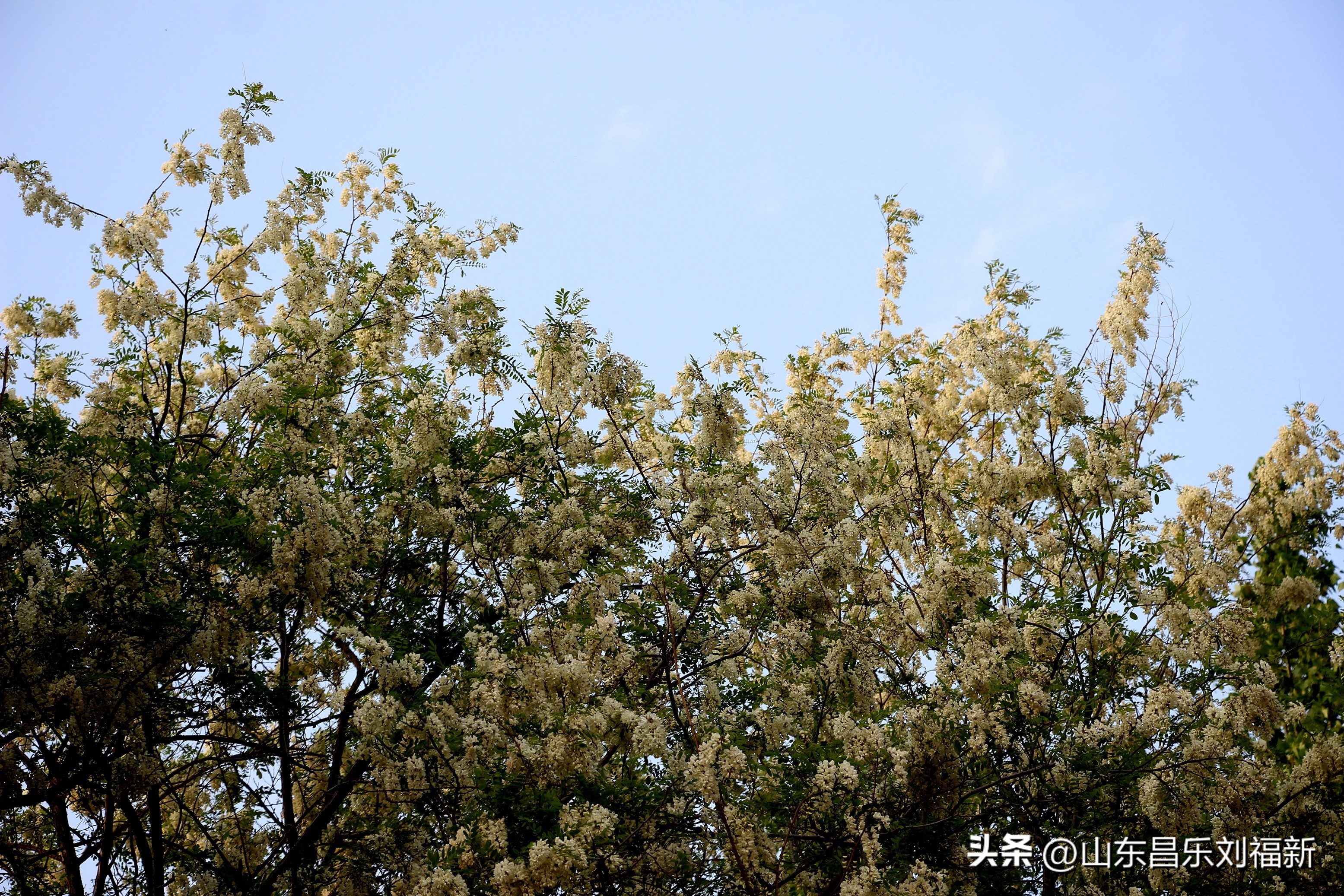 洋槐花·万马奔腾电器·鄌郚医院贴膏药