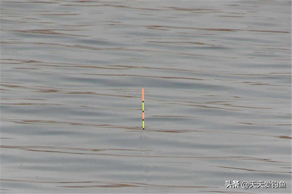 新手如何调漂中鱼率高,冬季台钓鲫鱼怎样调漂中鱼率更高