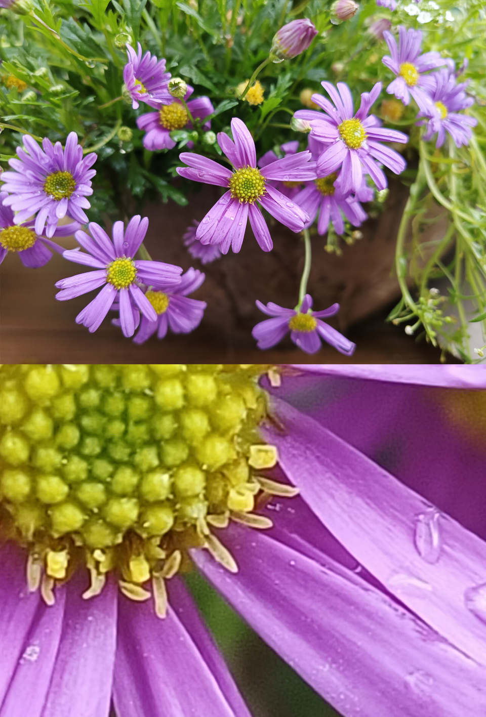 oppo手机专业模式拍照技术教程,oppofindx2拍照专业模式怎么调