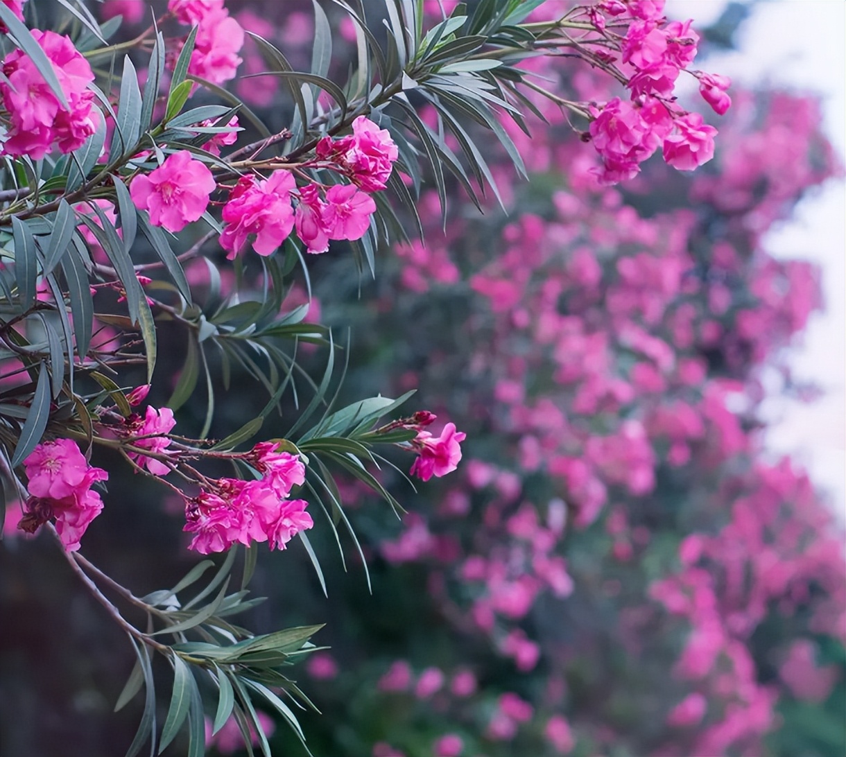 小雨催花,夹竹桃诗句和优美句子