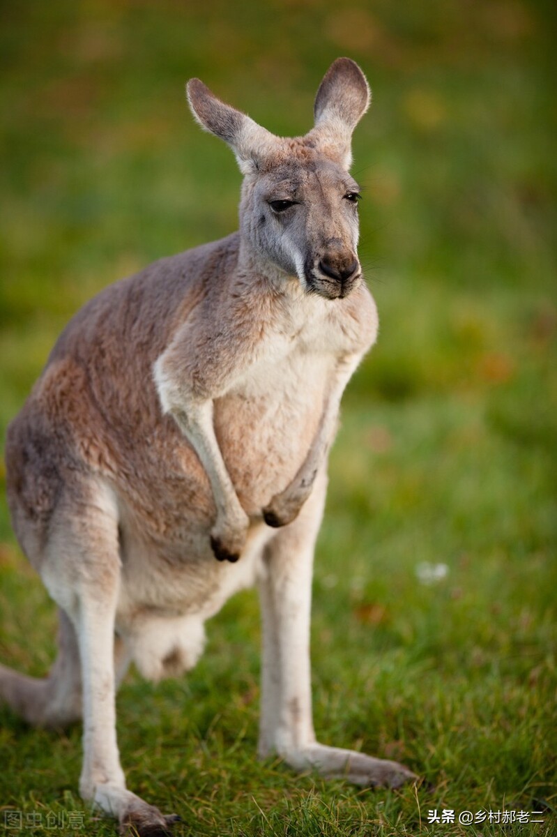 民间故事老虎打死人,民间故事打死老人