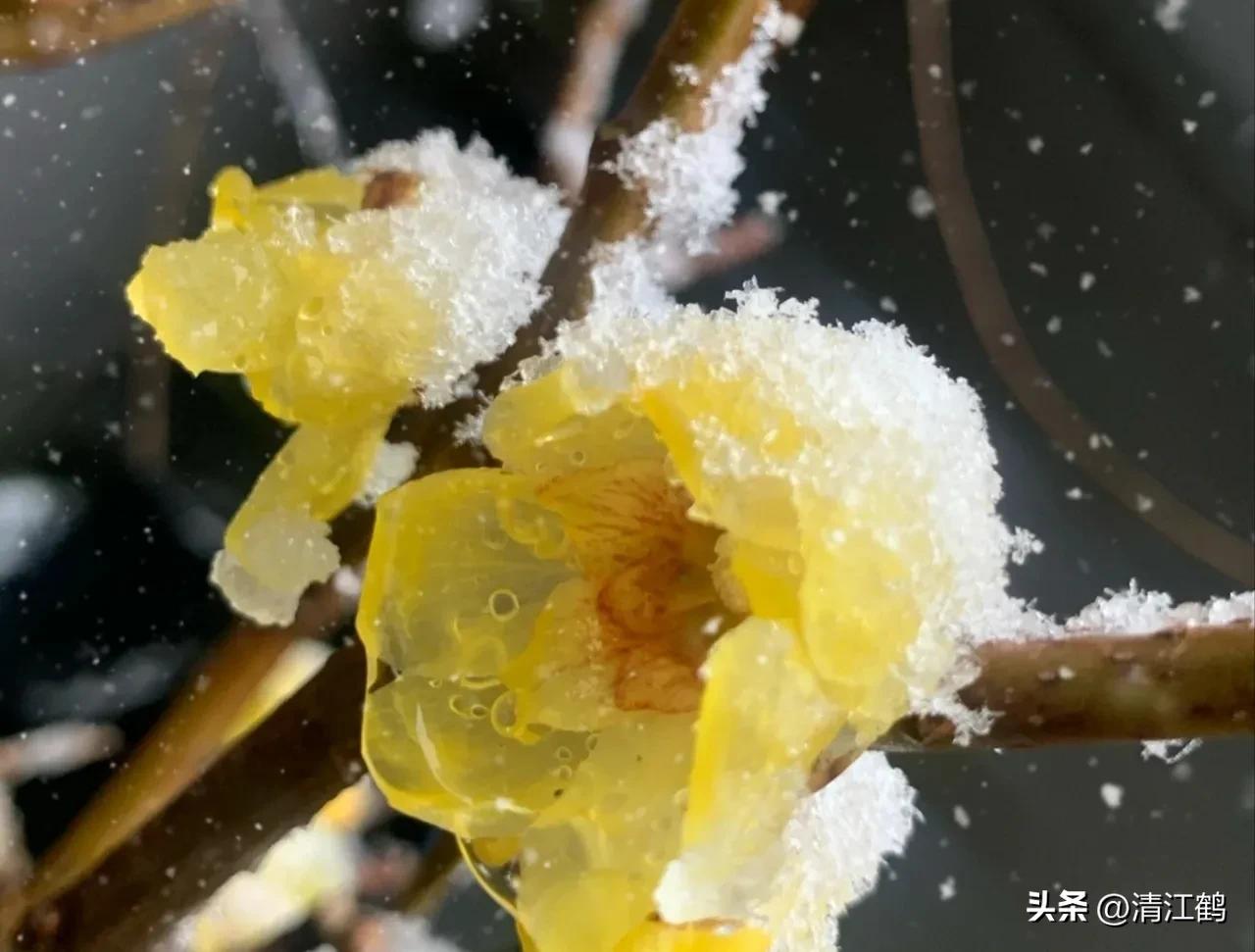 腊梅病虫害图片,腊梅病害