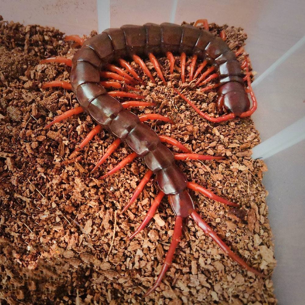 蜈蚣毒性与蜈蚣大小有关吗,巨型蜈蚣和普通蜈蚣哪个毒