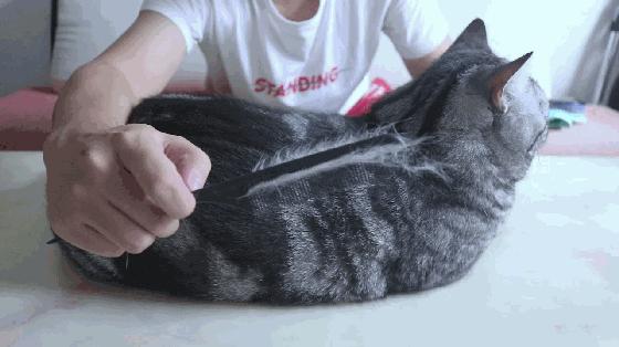快速去除猫毛的办法,如何彻底消除猫毛
