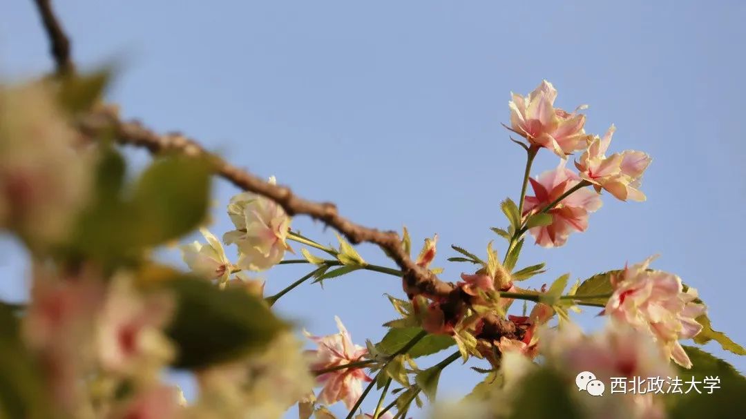 西法大到底是什么,西法大是什么意思网络用语