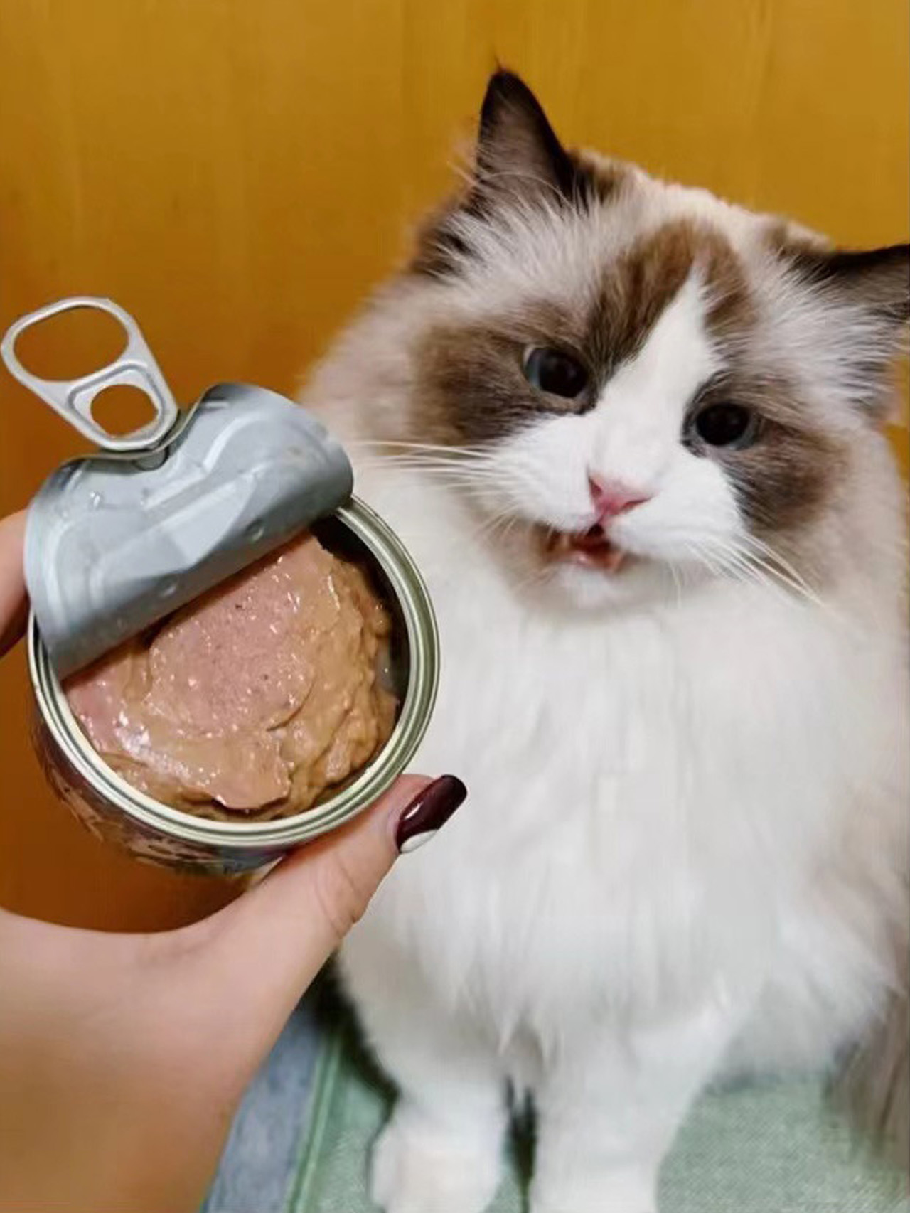 铲屎官必知猫咪有哪些常见疾病,铲屎官必须的猫咪疾病防治常识