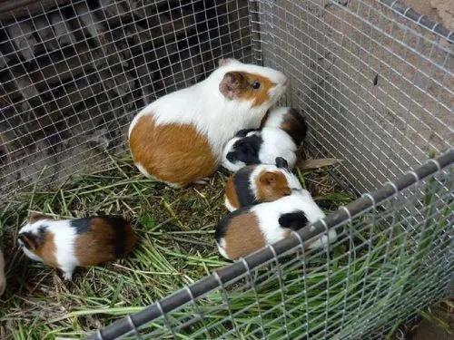 公母豚鼠体型对比,豚鼠雌雄区别