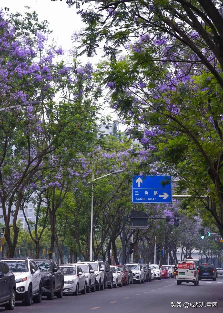 成都武晋路蓝花楹,昆明街头蓝花楹绽放成梦幻花海