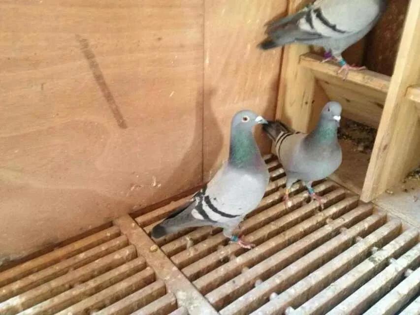 常见鸽病大全----收藏起来有用