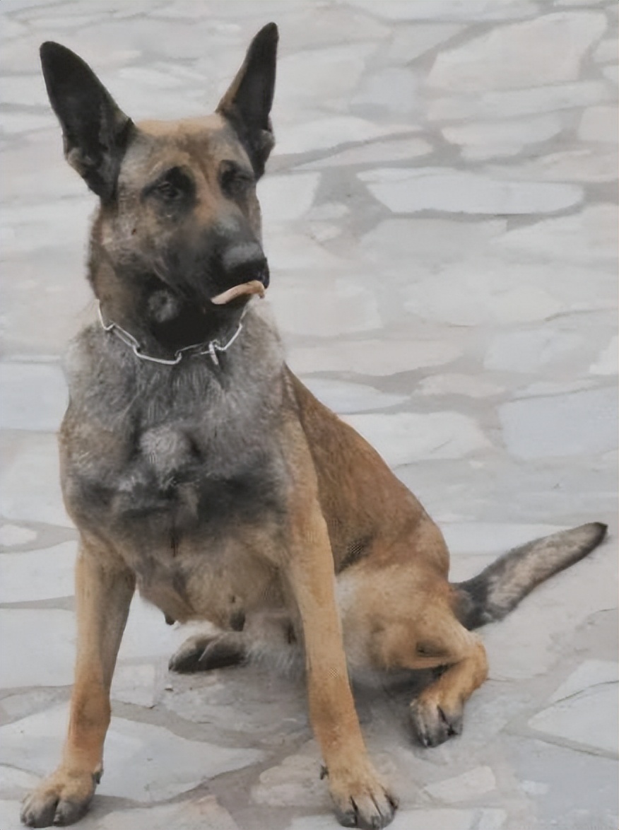 1998年，美国俄亥俄州一大丹狗将主人折磨致死，案件始终未能告破