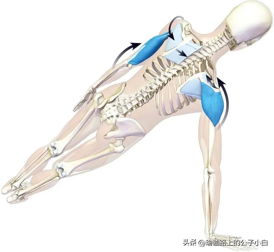 瑜伽解剖体式正位发力图,瑜伽侧板式体式
