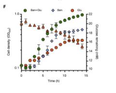 绿脓杆菌如何培养,绿脓杆菌做什么项目培养