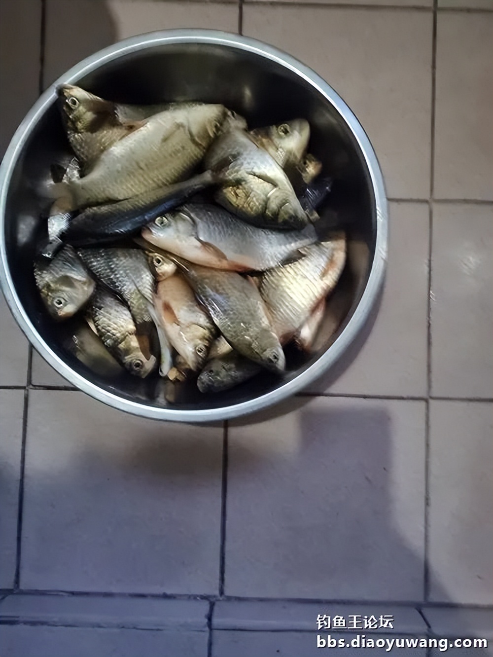 天气变冷怎么钓板鲫,温度升高钓鲢鳙