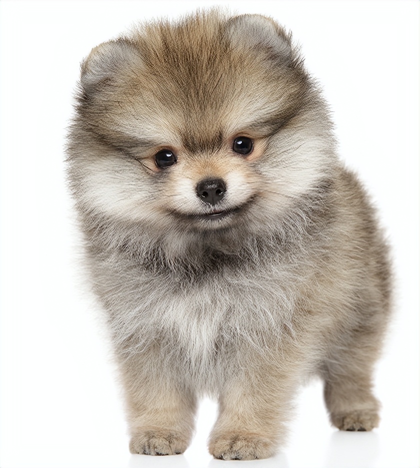 狗狗拉黑色的稀屎怎么回事,狗狗拉黑色稀便便是啥情况