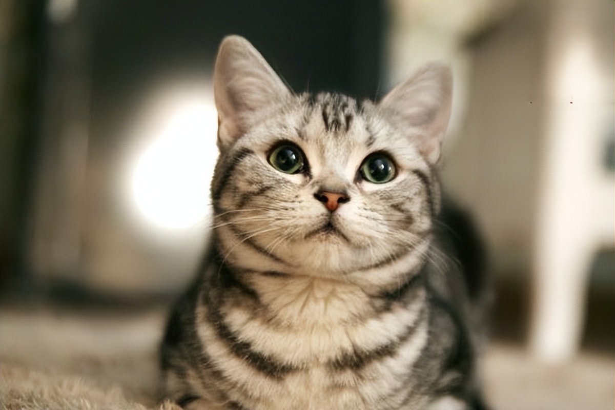 普安特宠物感冒药靠谱吗,猫咪被吓到后得了猫瘟