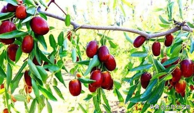 我家屋后有棵枣树,以前我家院子有两棵枣树