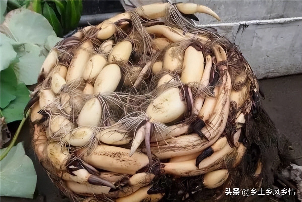 用老水缸养荷花,用老水缸来种荷花