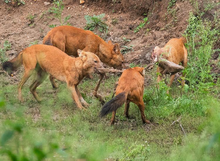 祁连山出现的红狗,祁连山出现红狗是否是传说中的狈