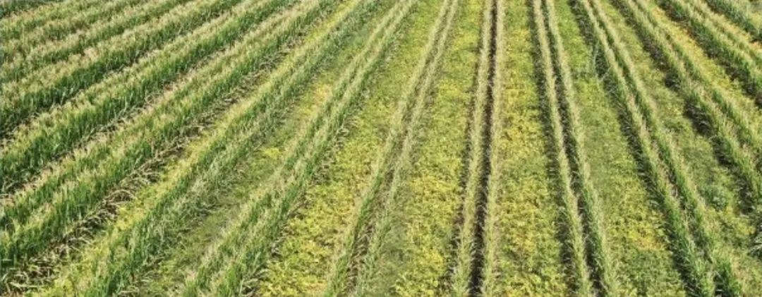 全面推进乡村振兴新闻发布会,人民日报推进乡村振兴获高度关注