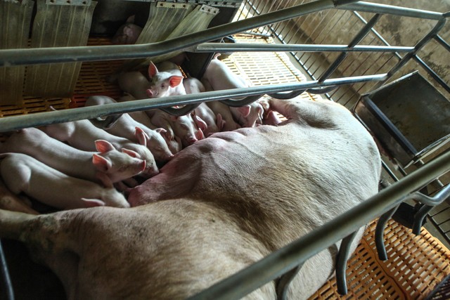 养20个陆川母猪一年赚多少钱,养十头母猪一年赚了多少钱