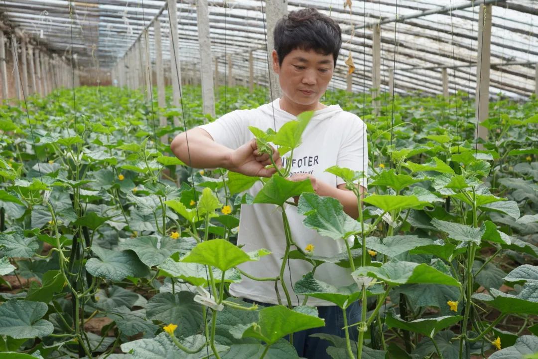 引进蔬菜新品种种出富民大产业,特色蔬菜种植铺就致富路