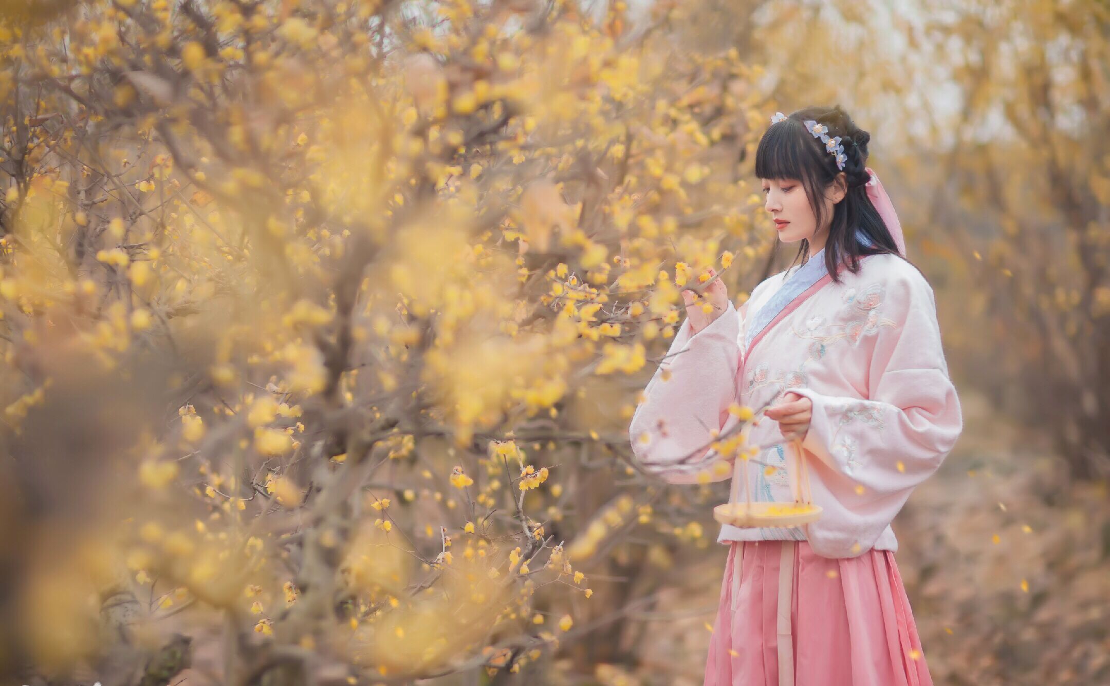 篱菊抱香死，化入岁寒枝——腊梅，腊月之花，凌寒早放，傲骨天香