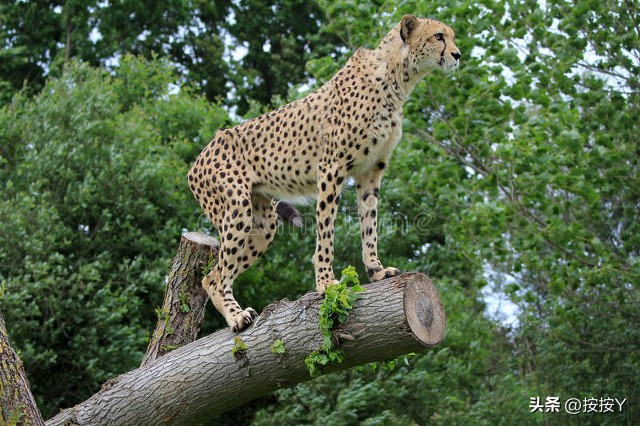 猎豹奔跑的速度比人类快多少,猎豹一个小时能奔跑多少千米