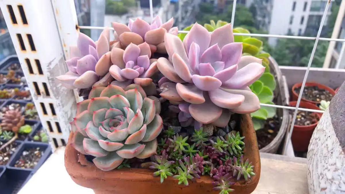 静夜多肉适合新手养吗,多肉暗冰适合新手养吗