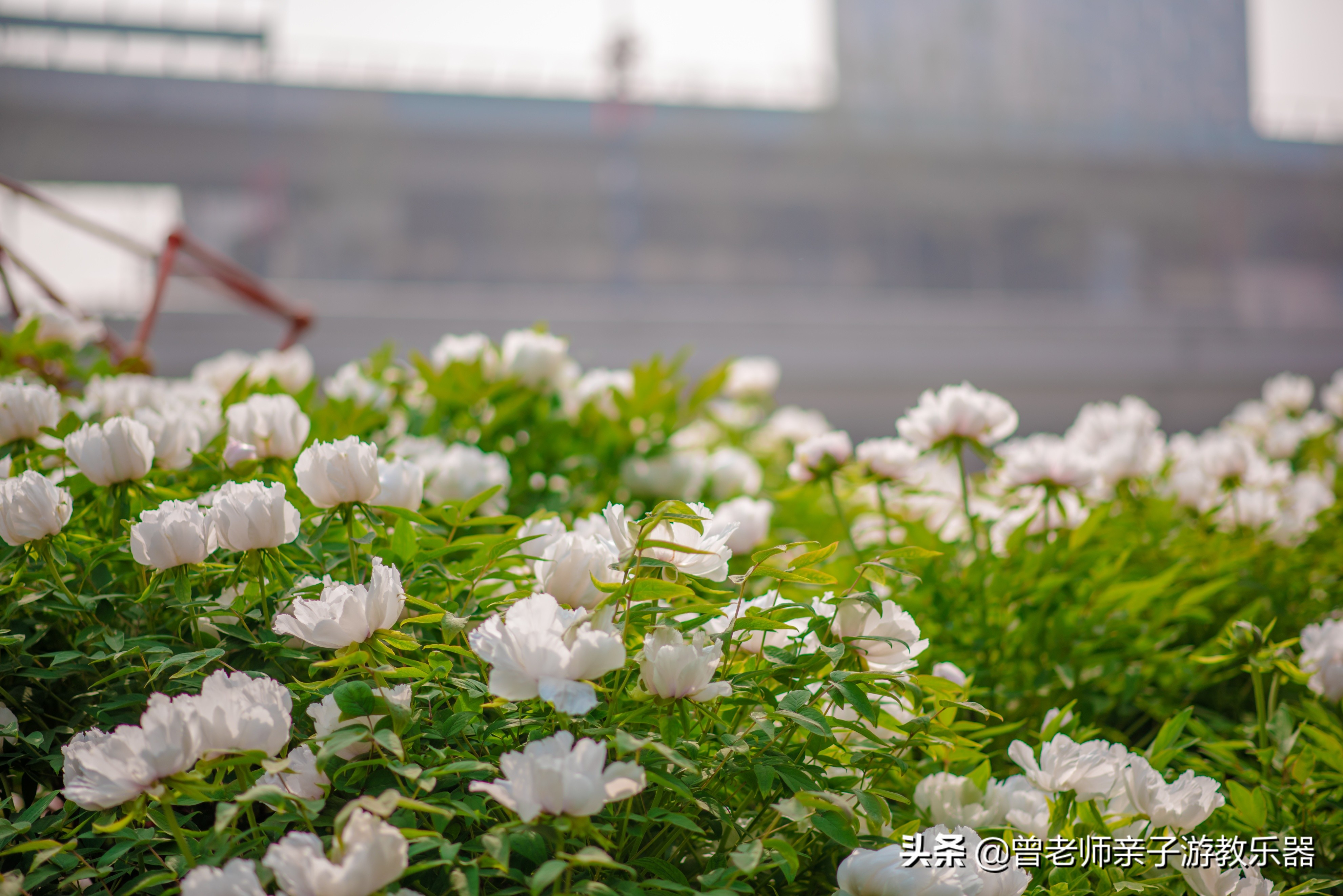 2022西安遛娃一日游的绝佳去处,2022年春节西安遛娃去哪玩最合适