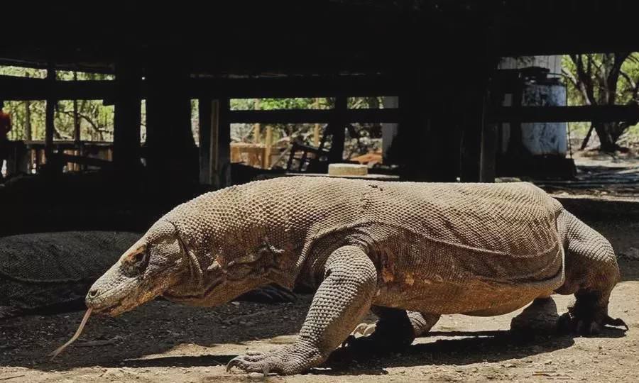 科莫多巨蜥会主动攻击人吗,科莫多巨蜥不袭击人