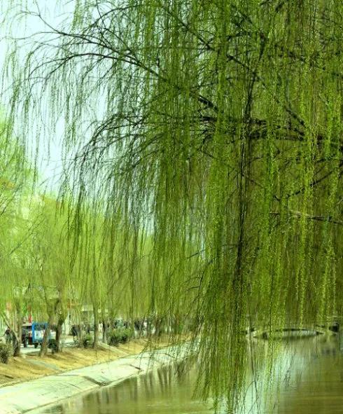 春天向我们走来二胡,春天来了朗读文章