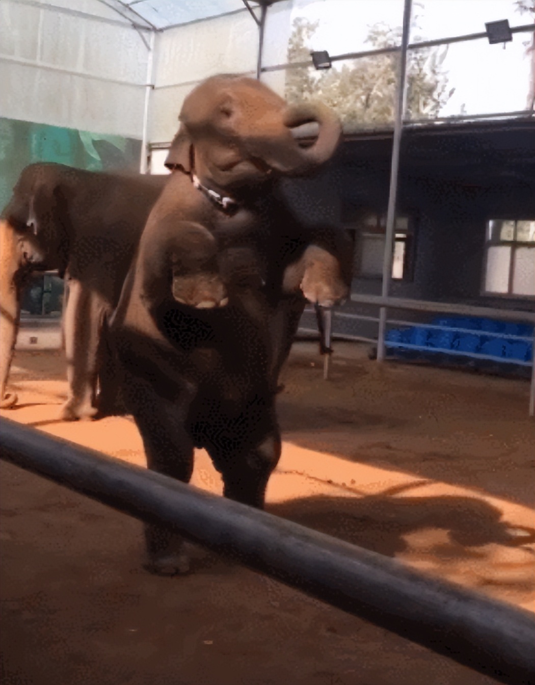 6岁公主活成“脚链囚徒”,背后的动物表演让人心疼