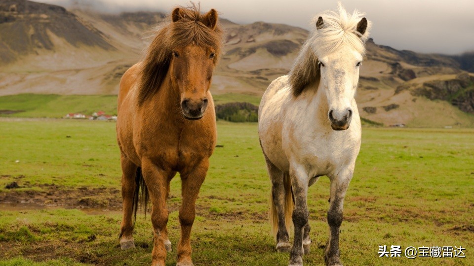 人有恒，万事成：“大金马”最近“一喜挡三灾”，接什么旺什么！