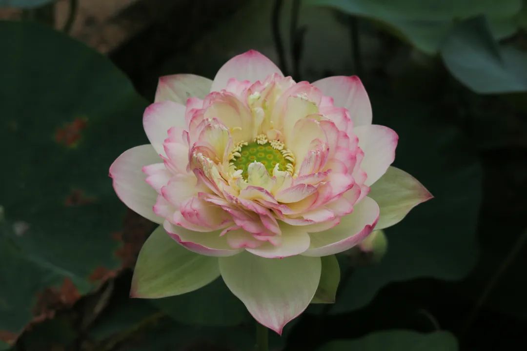 绝美的荷花品种大全图集,超好看荷花品种大型荷花