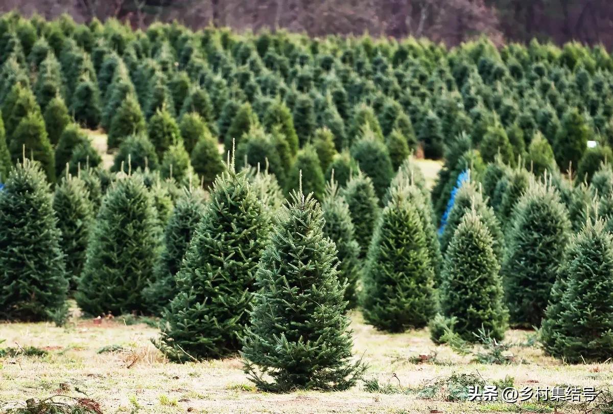 美国夏日梦幻农场：以大丽花为主题的鲜花园艺农场，如梦如画！