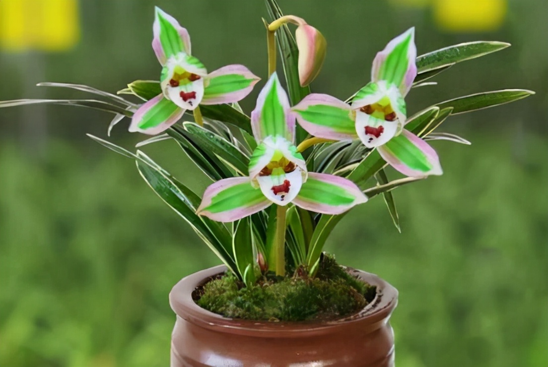 叶片又宽又厚带金边的兰花,带一点金边的兰花是什么品种