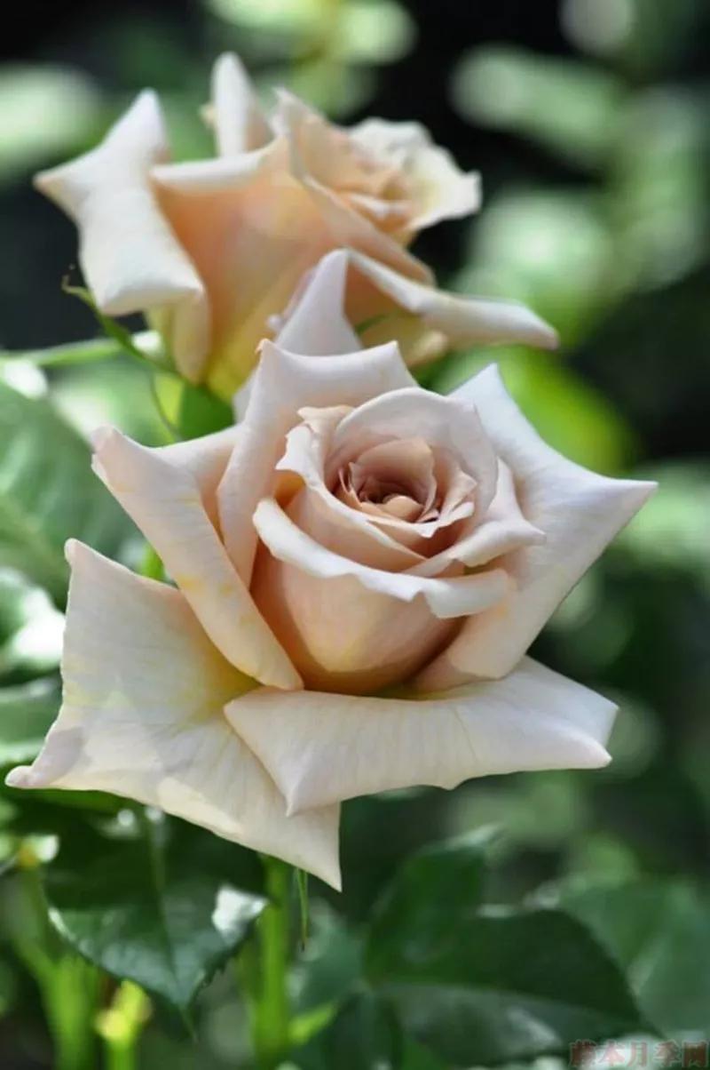 常见切花月季一览（45）