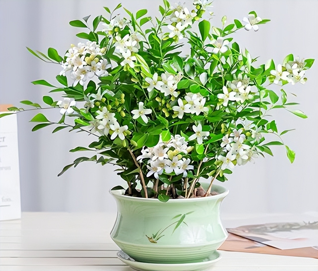 卧室盆栽一年四季都香,室内四季很香的盆栽
