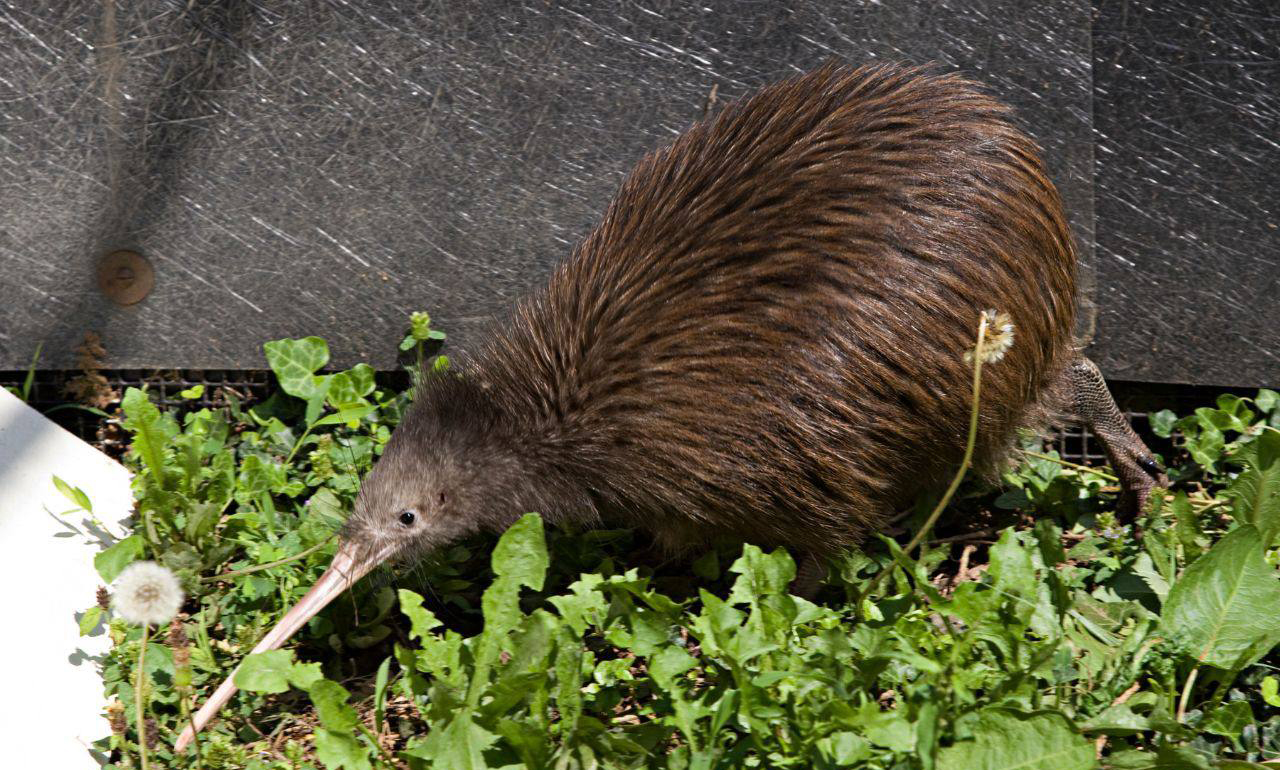 新西兰现状如何,新西兰的真实现状