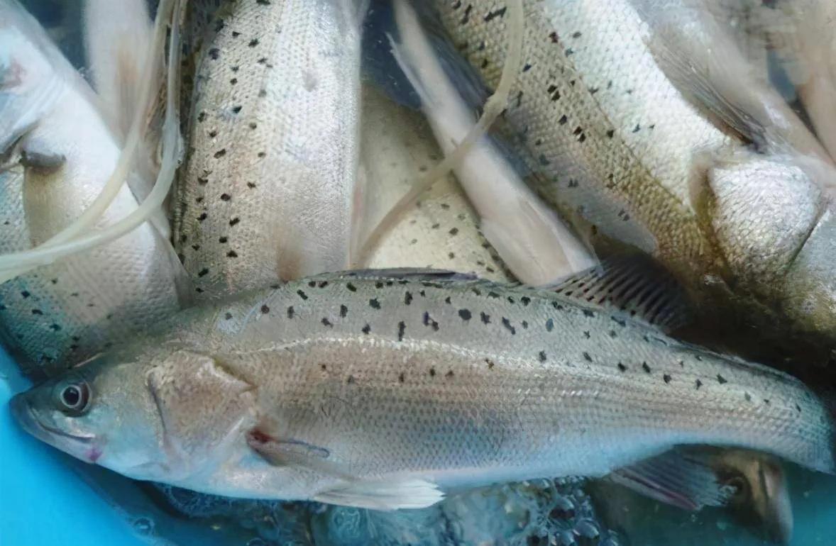 10种海鱼便宜营养价值高,30种最常吃的海鱼图片大全