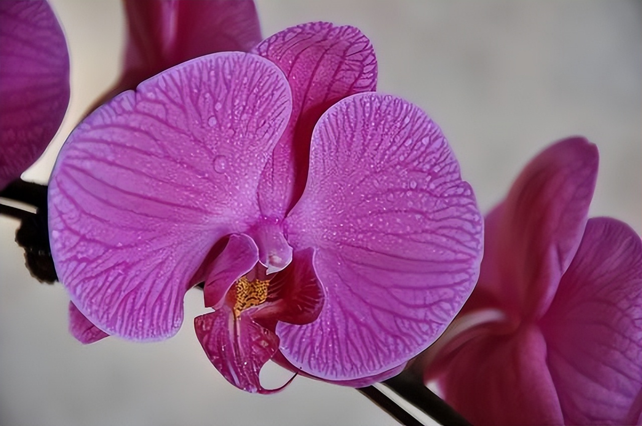 养花达人必备的44个养花绝技,8个实用的养花小技巧