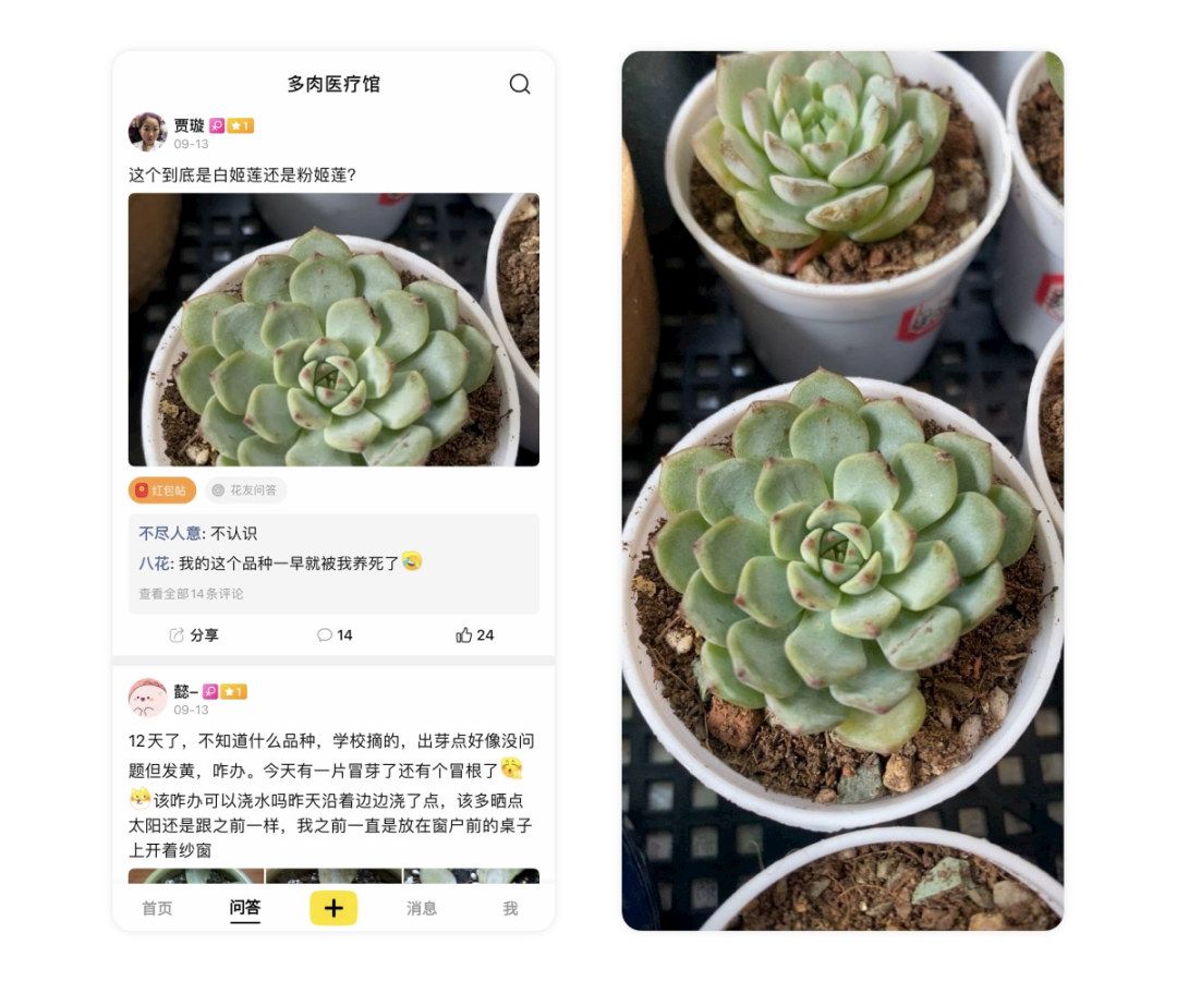 黑斑病季节,黑斑病防治指南