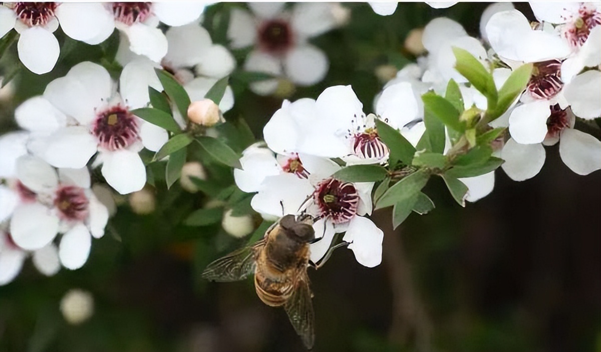 麦卢卡蜂蜜哪个国家最好,进口麦卢卡蜂蜜哪个牌子好