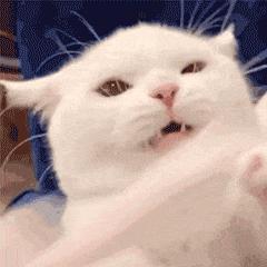 不小心搞掉猫咪胡须,猫咪的胡子可以稍微剪掉一点点嘛