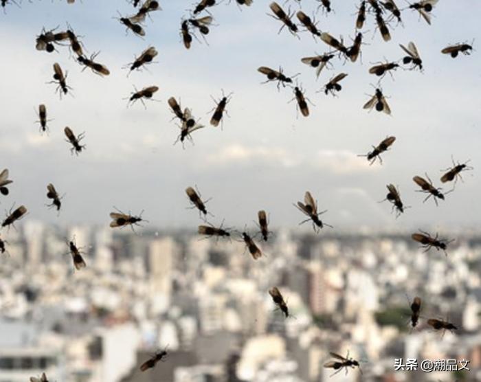 下雨后水蚁还会出现吗,下雨天水蚁怎么处理